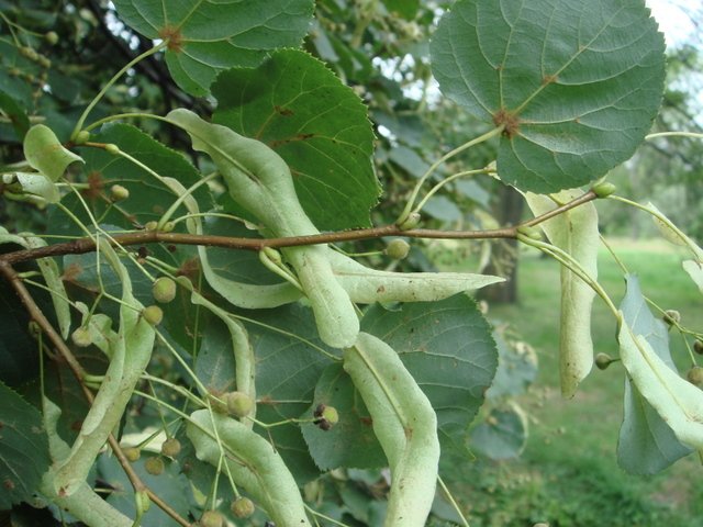 Tilia cordata fruit